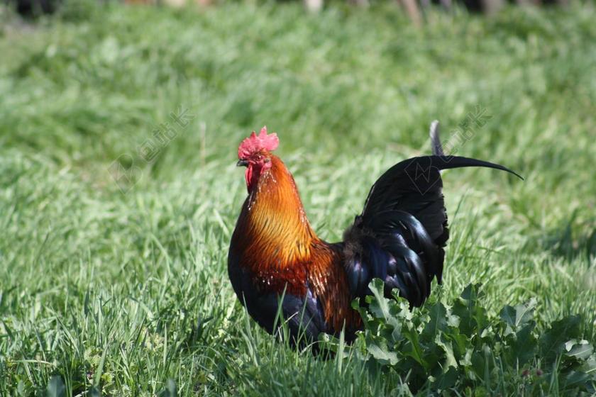 春天 性质 村 公鸡 草 绿色