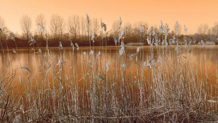 湖 芦苇 余辉 冬天 冰 日落 心情 黄昏 哈梅林