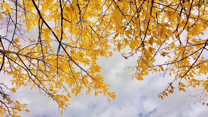 叶子 天空 金 黄色 云 秋天 秋 科罗拉多州 九月 景观