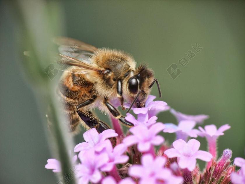 蜜蜂 蜂蜜 工作 食品 养蜂人 关闭 花粉 黑 飞行 斯汀
