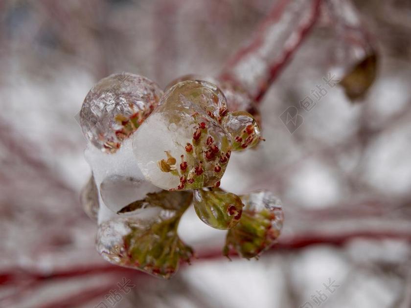 冰冻结冰冻雨冬季鲜花背景图片