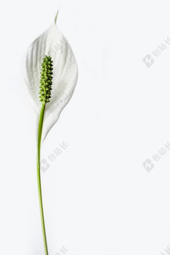 广告只能和平百合宣传背景图片