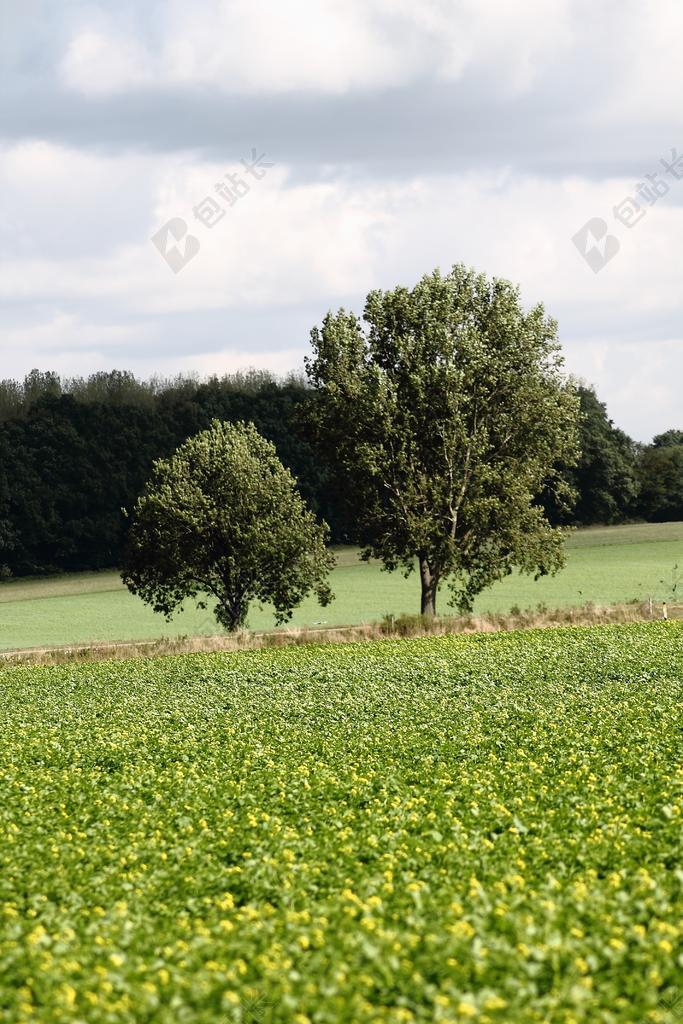 草地里的野花和大树背景图片