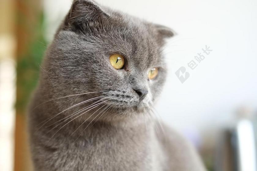猫 英短 英国短毛猫 蓝猫 猫科动物