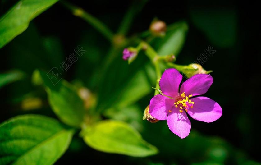CARIRú 花 奥尔塔 人参番茄