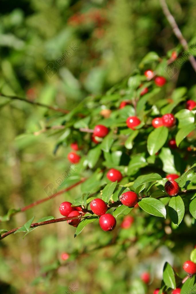 枸杞子 栒子 布什 枸子 观赏植物 装饰 红色 对冲
