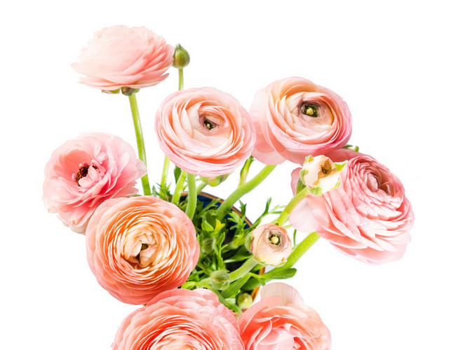 鲜花花束简约七夕情人节520玫瑰花素材