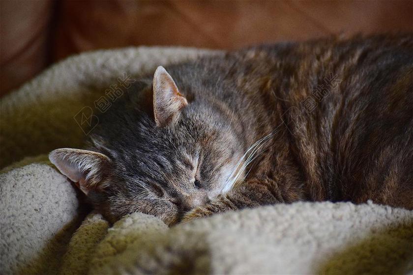 动物可爱在毯子上睡觉的猫咪动物宠物猫背景图片