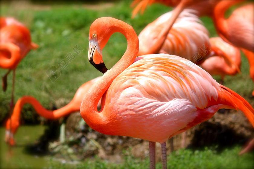 火烈鸟 鸟 粉红色 自然 动物 野生动物 野生 热带 动物园