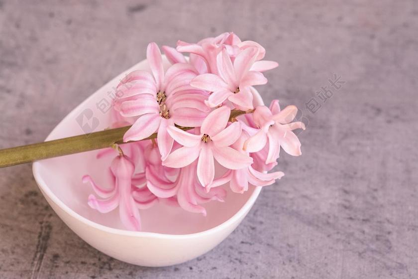 粉白植物娇嫩碗里面的一株粉色风信子盛开鲜花植物背景图片