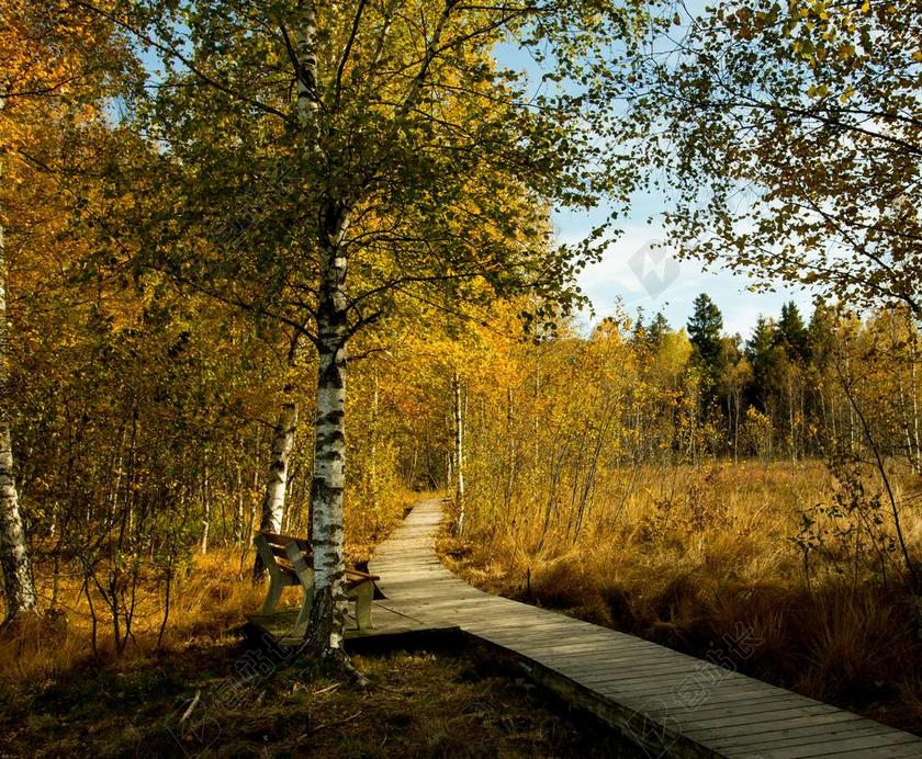 阿尔高 森林路径 木制轨道 泊 秋季 秋天的颜色 网站