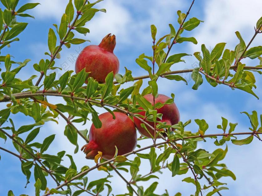 格兰纳多 手榴弹 MAGRANA 水果 秋 果园 树 健康