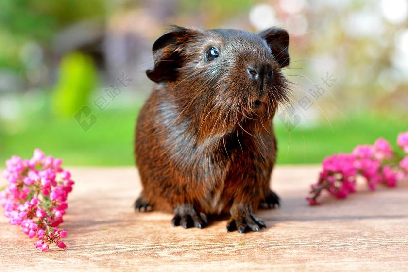 豚鼠 金刺鼠 宠物 NAGER 啮齿动物 动物 可爱 布朗