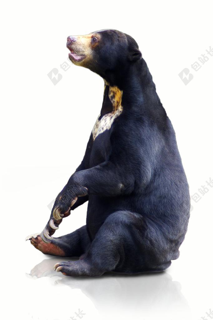 坐立的黑熊背景图片
