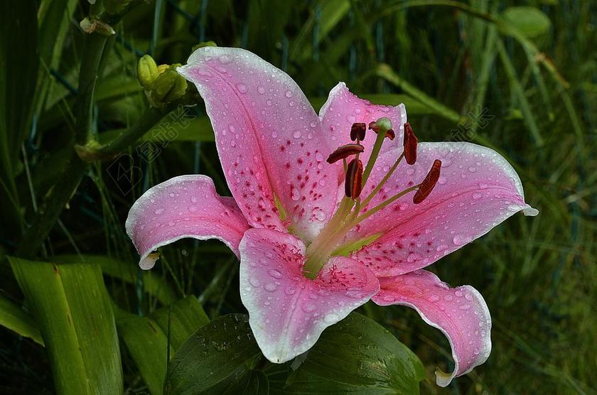 百合 观星 花的 自然 花 植物区系 植物学 园艺 特写