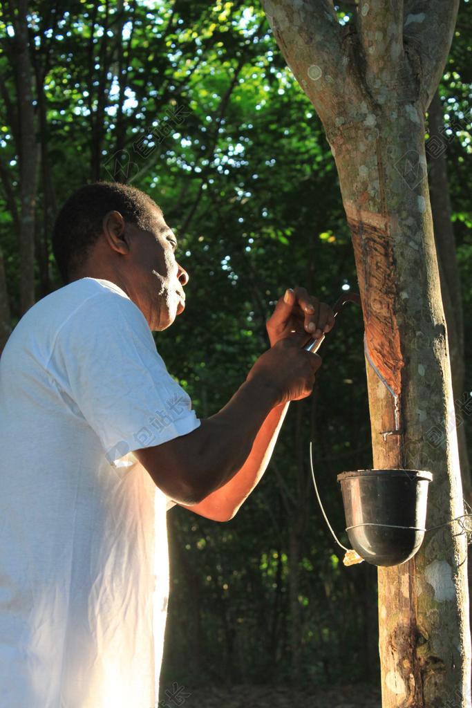 非洲人后裔 磨碎 乳胶 培养 橡胶 树