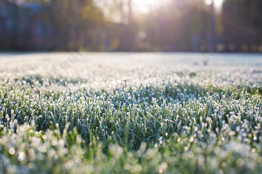 霜草 清晨 霜 上午 背景虚化草 草
