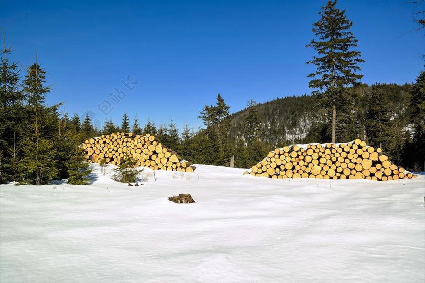 木材 森林 树 性质 行李箱 一堆木头 切 园艺 锯材
