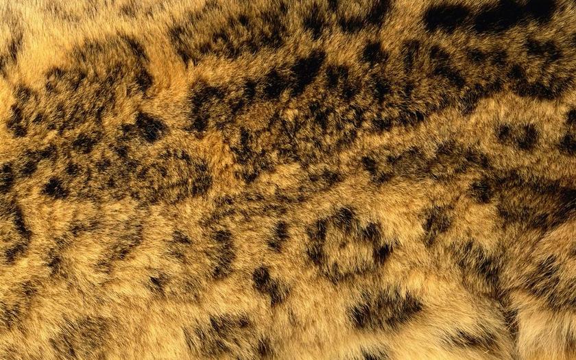 鬃狗 皮毛 纹理