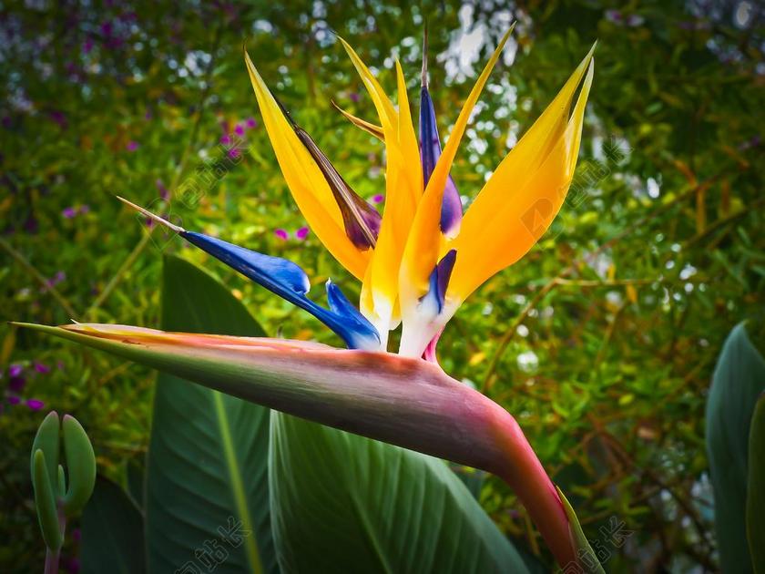 天堂鸟花 有尾目 花 开花 有尾目温室 王有尾目 鹤望兰兰花