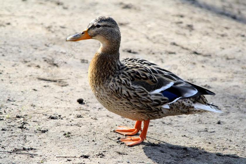 鸭 水 性质 野鸭 水禽 动物 鸟 游泳 鸭鸟 鸭家庭