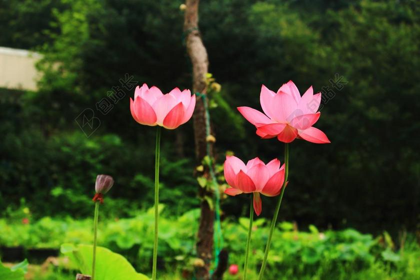 绽放的粉色荷花背景图片