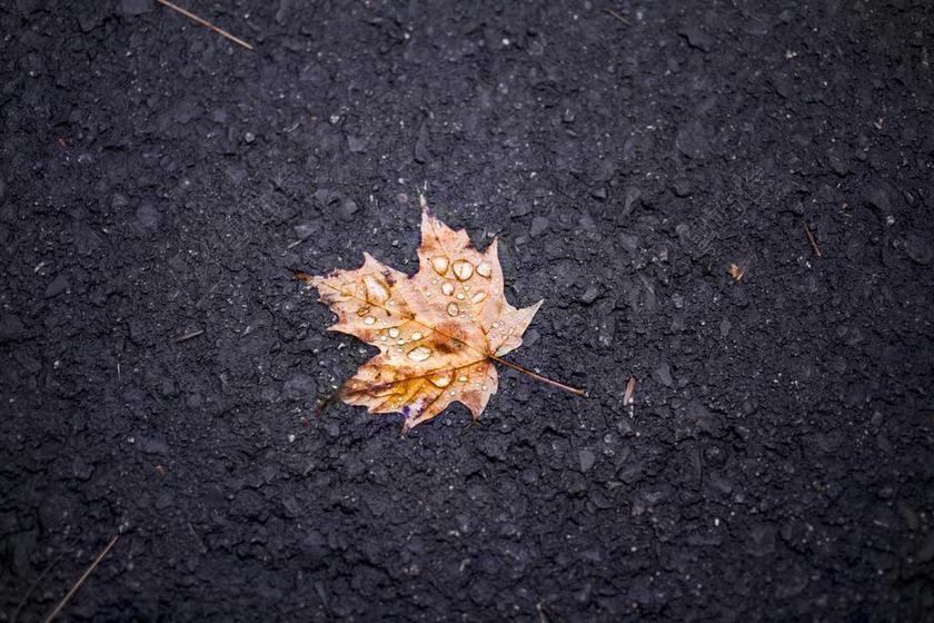 土地上的枯叶背景图片