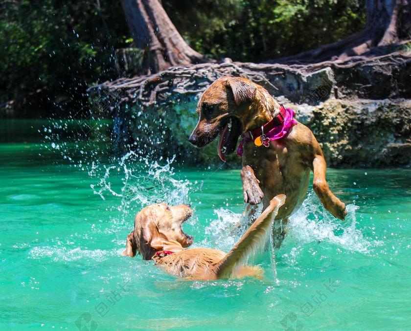 狗 狗游泳 湖 公园 狗公园 领 回迁 球 跳 蓝色