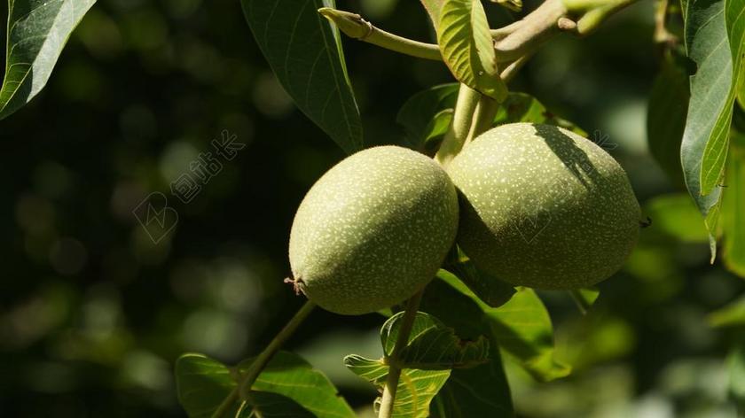 农村 北方 风景 夏季 绿色 核桃 NUTWOOD