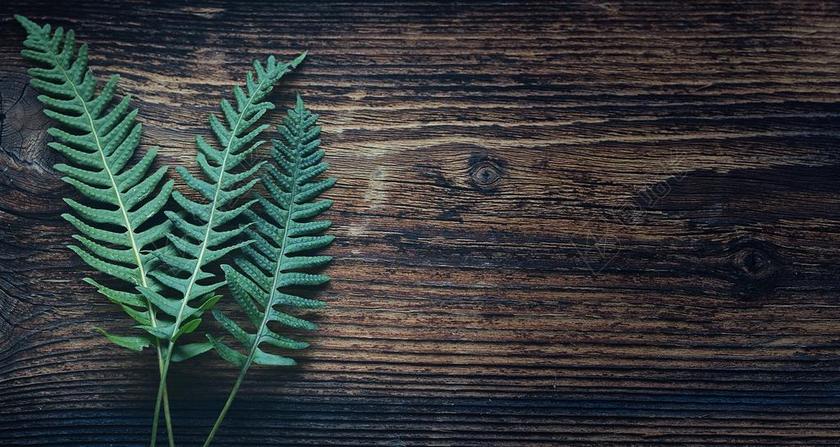 棕色木板上的绿叶背景图片