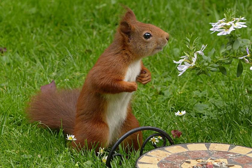 哺乳动物 松鼠 松鼠大 花园 觅食