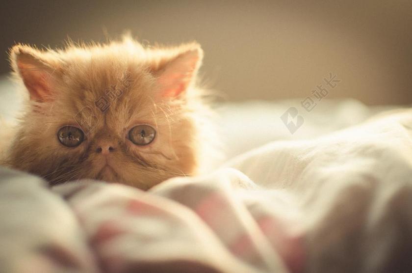 兔子 猫 小猫 可爱 动物 宠物 波斯语 基蒂 毛皮 家养