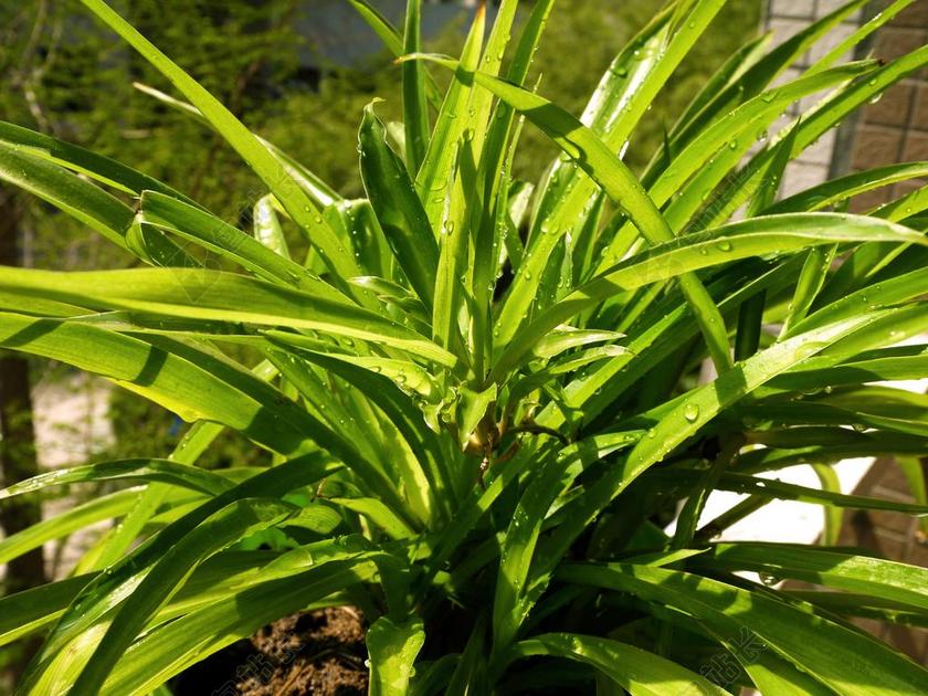 绿色春天吊晴天花园植物花卉背景图片