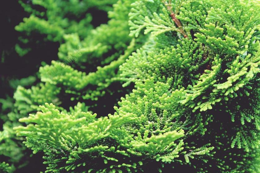 桧木 柏树 树 绿色 厂 性质 花园 扁柏 HINOKY柏树