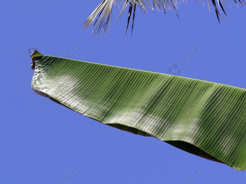 叶子 叶菜类 香蕉 植物 树 植物区系 热带 蓝色 天空
