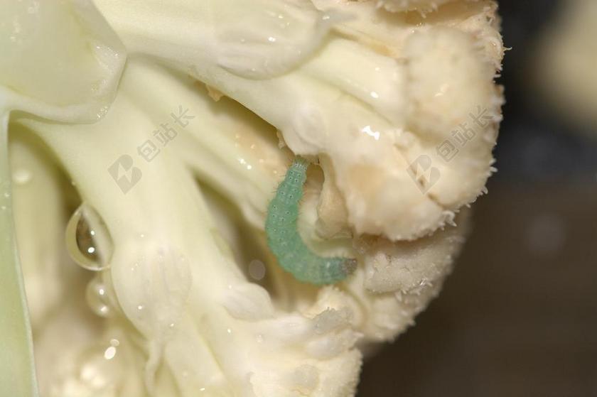 菜花 虫害 菜青虫WEISSLING 卡特彼勒 昆虫 动物世界