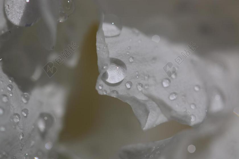 缎 丝绸 花瓣 花 微妙 自然 美