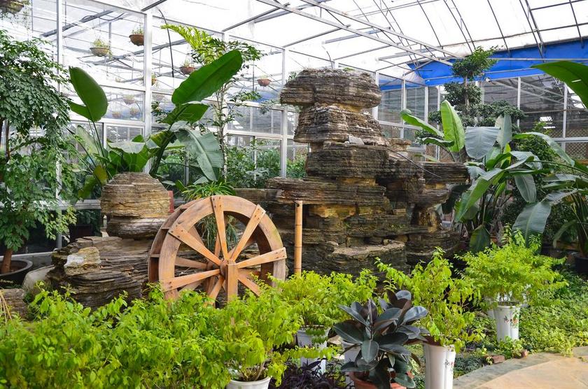 园艺 绿色 自然 花卉