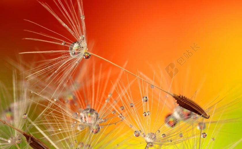 红黄水珠晶莹落在蒲公英上的水滴水珠植物背景图片