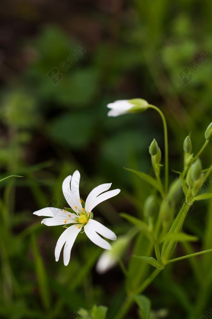 繁 花 繁缕 柴胡 春天 性质 白 叶子 白色的花朵 工厂