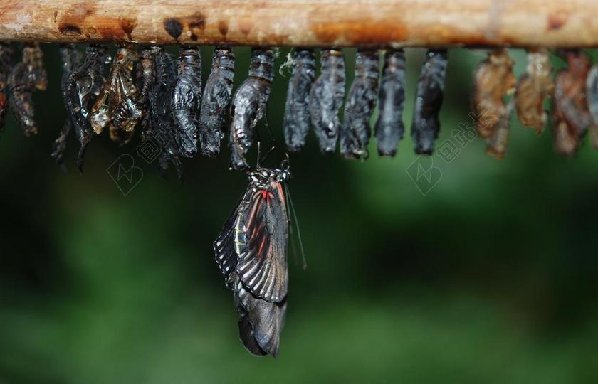 蝴蝶 昆虫 翼 野生动物 甲虫,昆虫 光明 小 微妙 脆弱