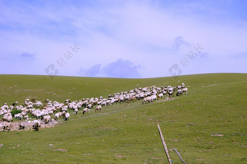 草原 羊群 夏天 船舶 牧场