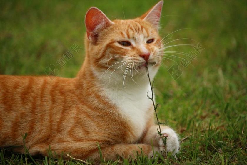 猫 小猫 MIEZE 鲭鱼 国内的猫 红猫 红色鲭鱼斑 虎猫