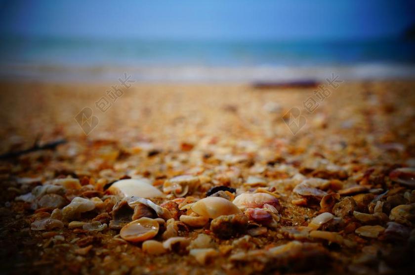 黄色自然微观沙滩上的贝壳背景图片