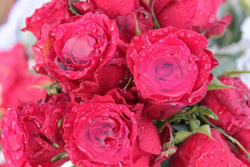 红色浪漫鲜艳玫瑰鲜花花束背景图片