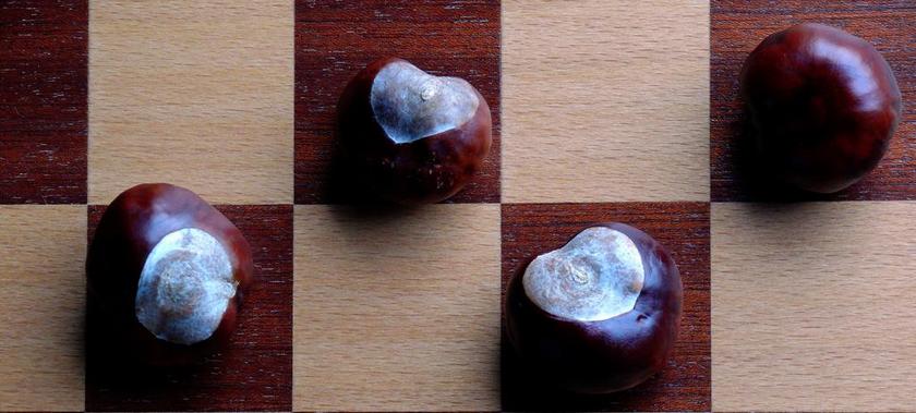 餐饮食物新鲜三个板栗坚果休闲食品板栗背景图片