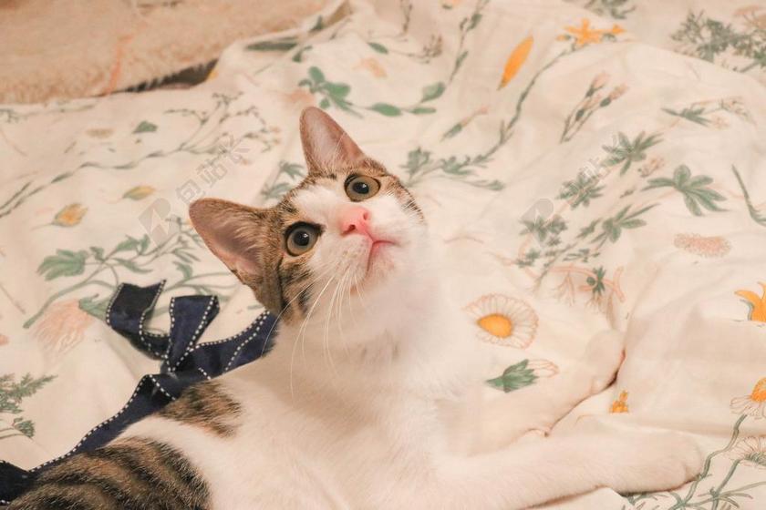 清新可爱宠物猫在被子上背景图片