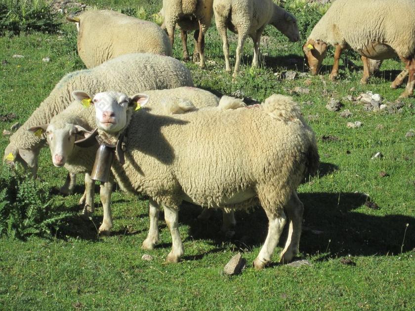 旅游自然比利牛斯农场背景图片