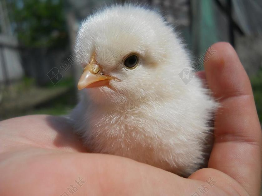 黄白动物毛绒手上鹅小鸡鸡仔动物背景图片