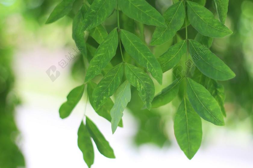 绿叶 绿荫 清新 树叶 枝条 微风